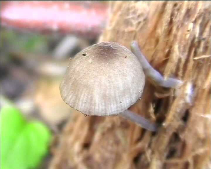 Hydropus marginellus   (Pers.:Fr.)  Singer